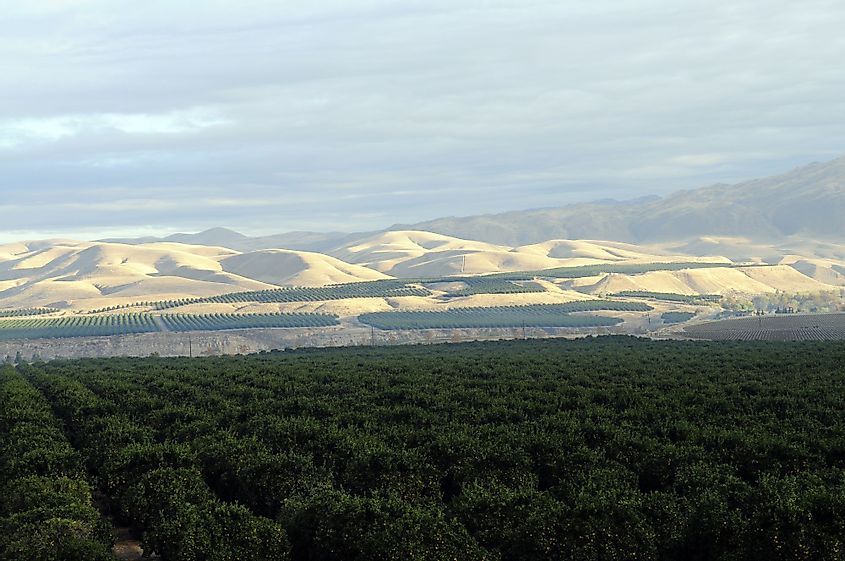 Orange groves against the Sierra Nevada Range in the southern San Joaquin Valley, California