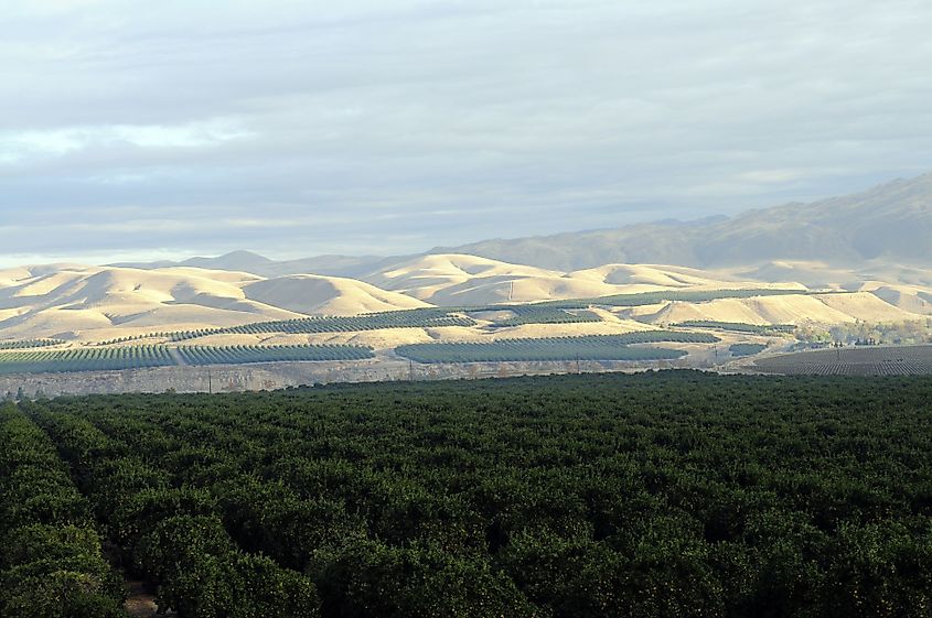 Orange groves against the Sierra Nevada Range in the southern San Joaquin Valley, California