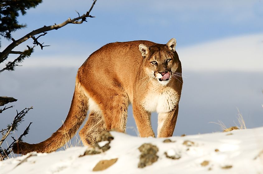 Mountain Lion Facts - WorldAtlas