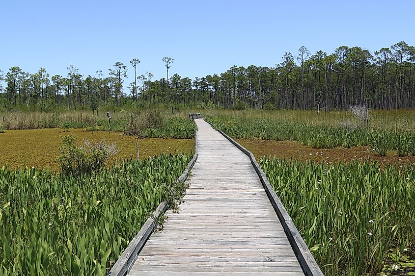 Boardwalk trail at Big Branch Marsh National Wildlife Refuge, Louisiana.