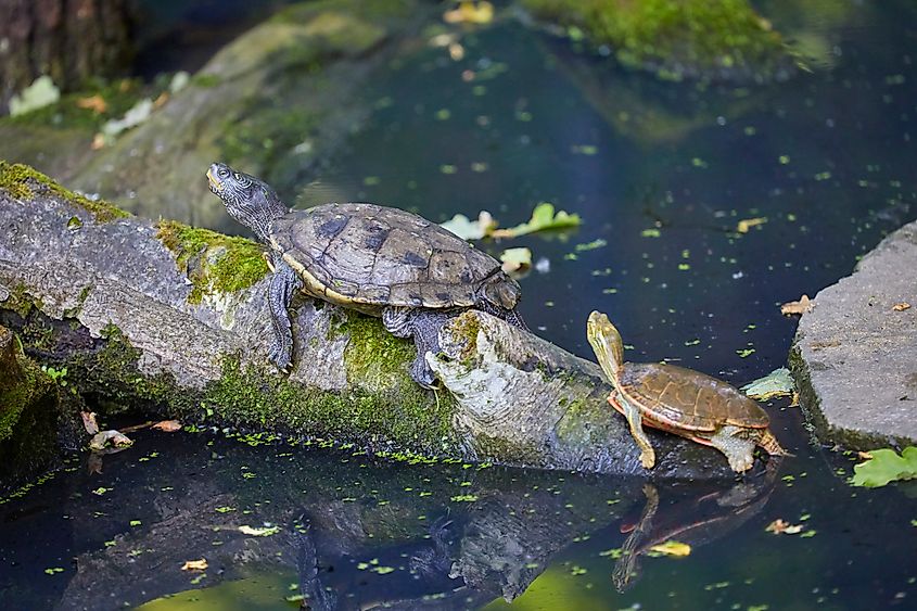 False map turtles on a tree branch.