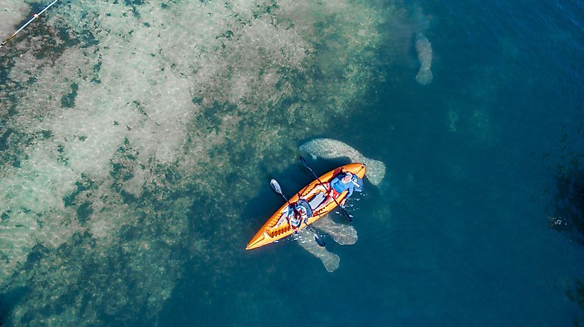 Kayaking with manatees at Crystal River, FL