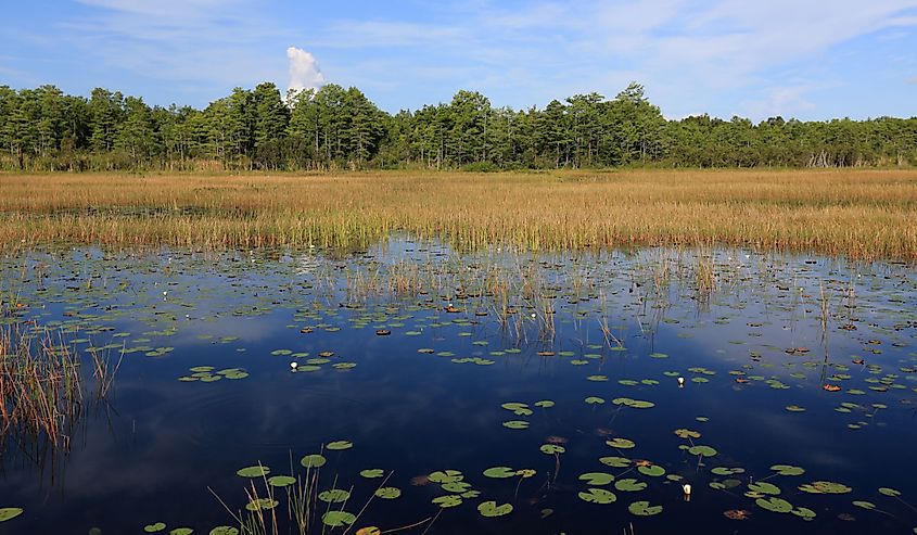 Tranquil Grassy Waters Preserve in West Palm Beach, Florida