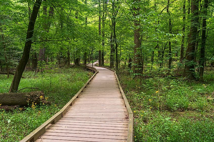 A boardwalk through the forest in Congaree National Park.