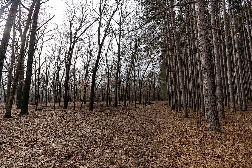 Oak Openings Preserve Metropark