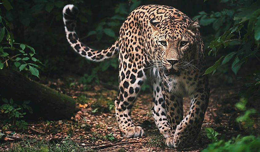 Persian leopard (Panthera pardus saxicolor) is a magnificent animal from which it comes genuine respect