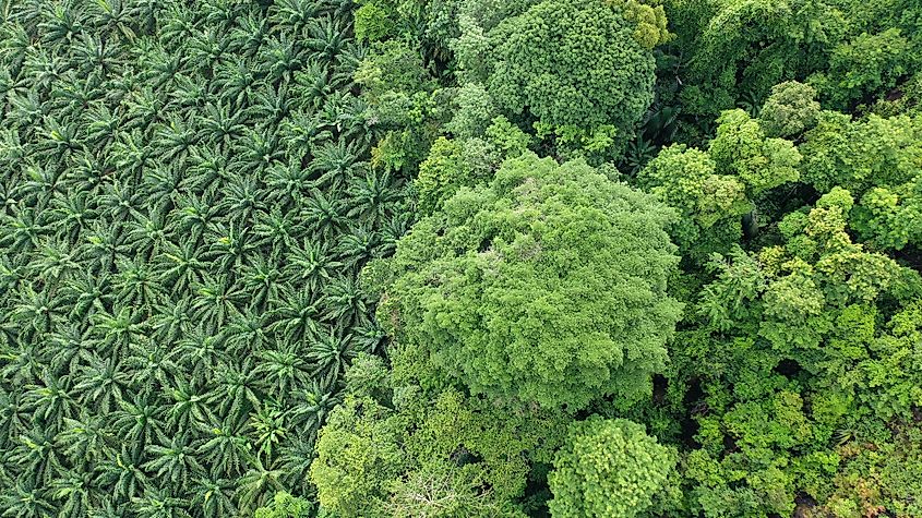 List of 5 Countries with Largest Forests in the World, by Yanuar Hadi