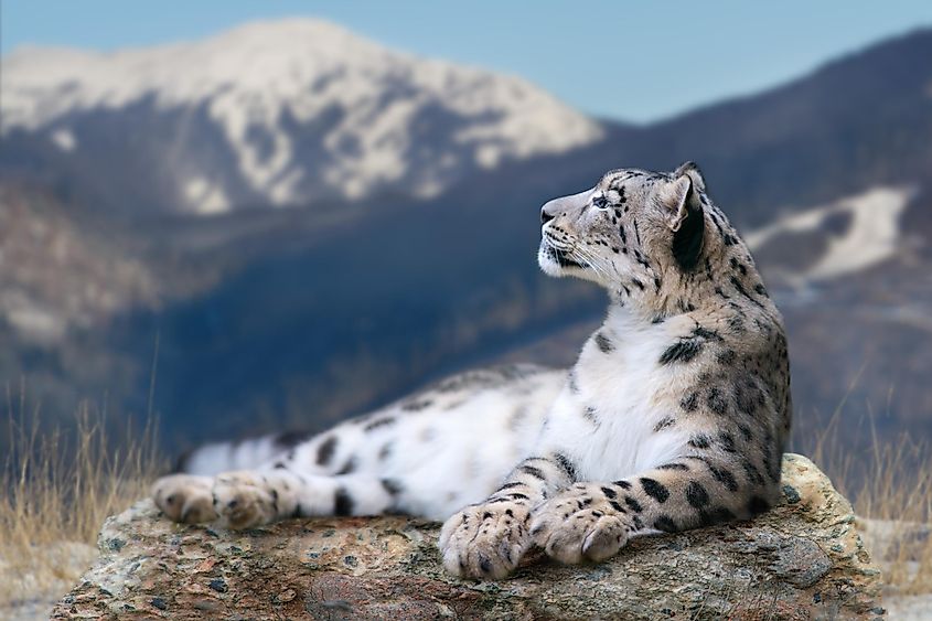 A snow leopard in the Himalayan mountains.