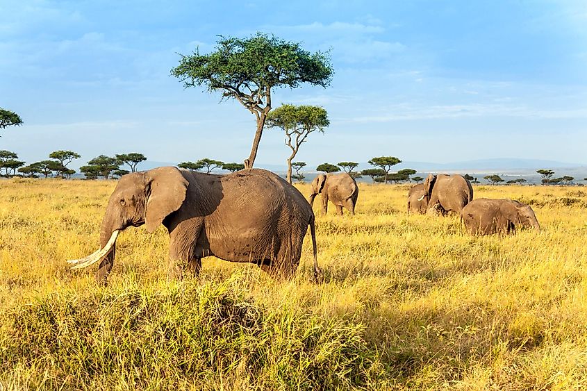 African elephants in the Africans savannah.