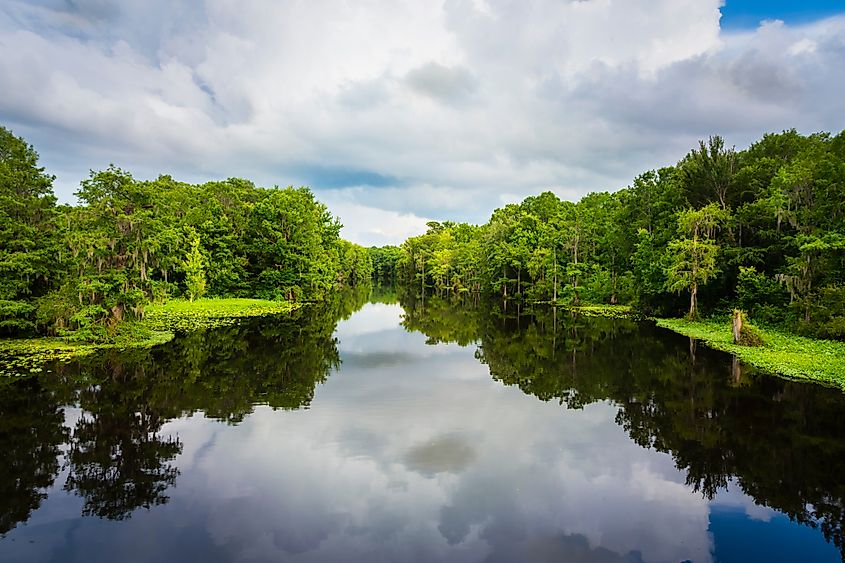 Withlacoochee River in Florida.