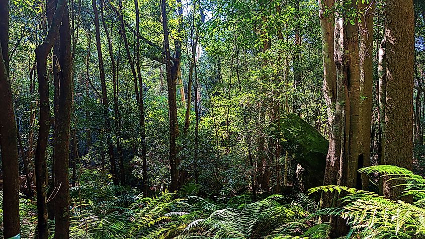 Forest in the lower Blue Mountains, Australia. Via Shutterstock / lukesava