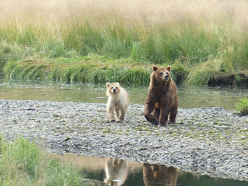 ABC Islands bear and cub on Admiralty Island.