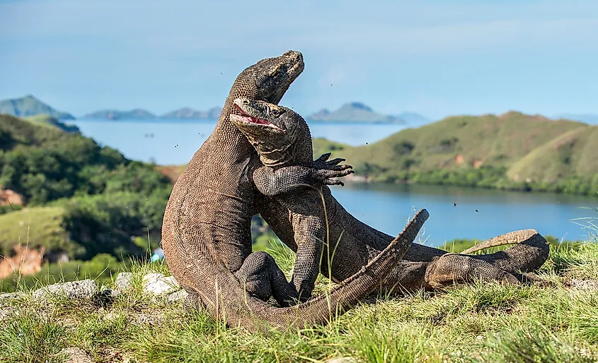 Komodo dragons in Rinca Island, Indonesia.