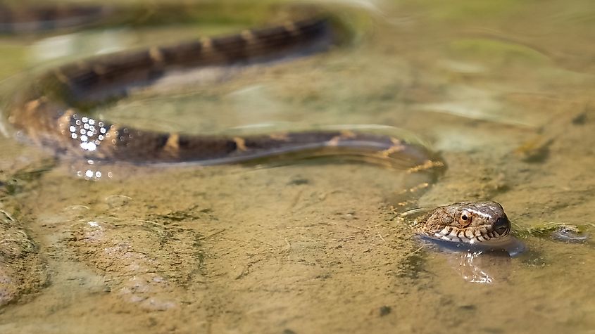 A brown water snake swimming through muddy water.