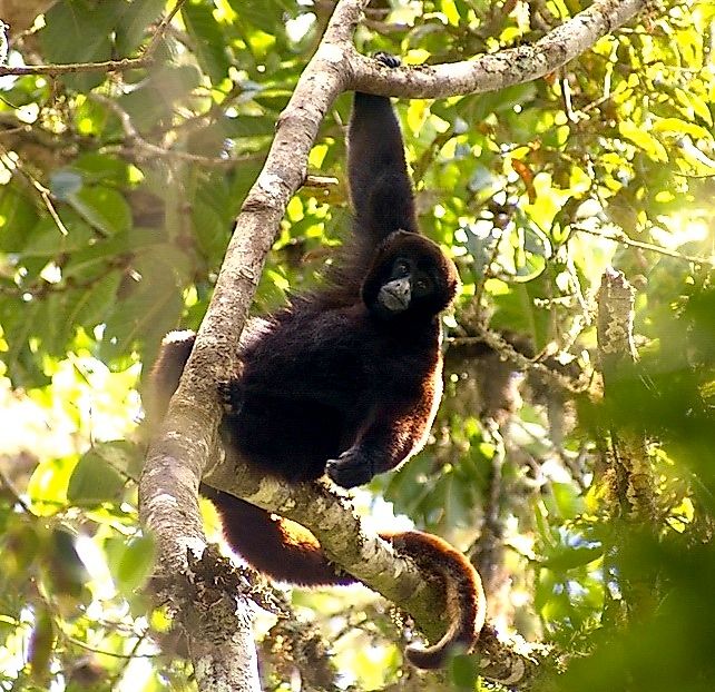 The endangered yellow-tailed woolly monkey.