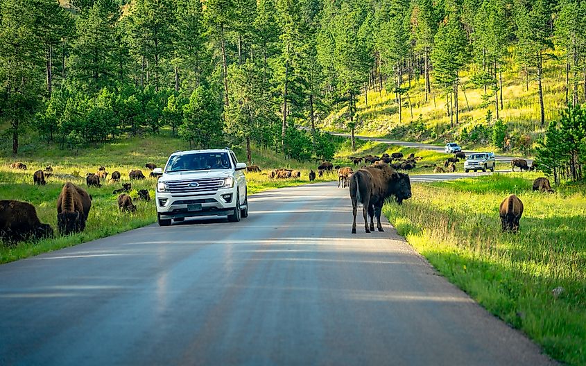 Bison herd along the road in Deadwood, South Dakota