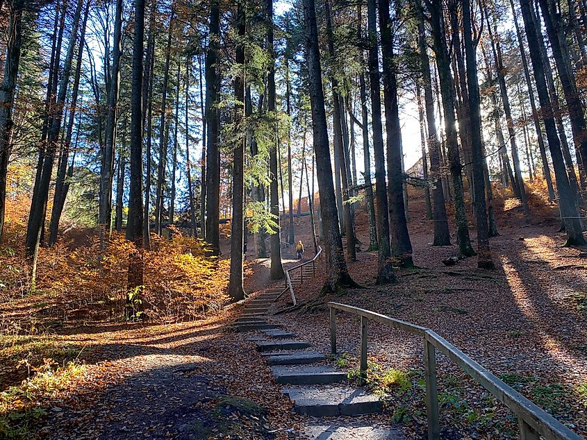 A lone hiker ascends a long wooden staircase through an enchanted forest with rays of sun splicing through