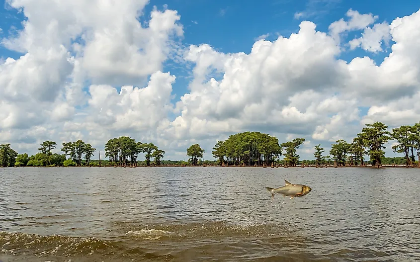 Asian carp jumping out of the water in the Atchafalaya National Wildlife Refuge