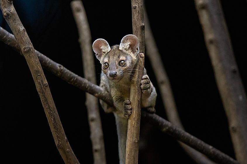 A young fossa on a tree branch.