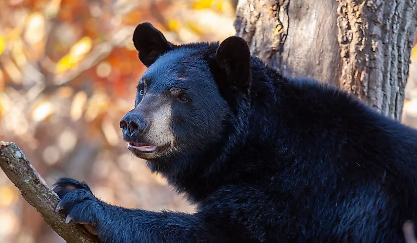 Black bear sitting on a branch in a tree gazing into the distance