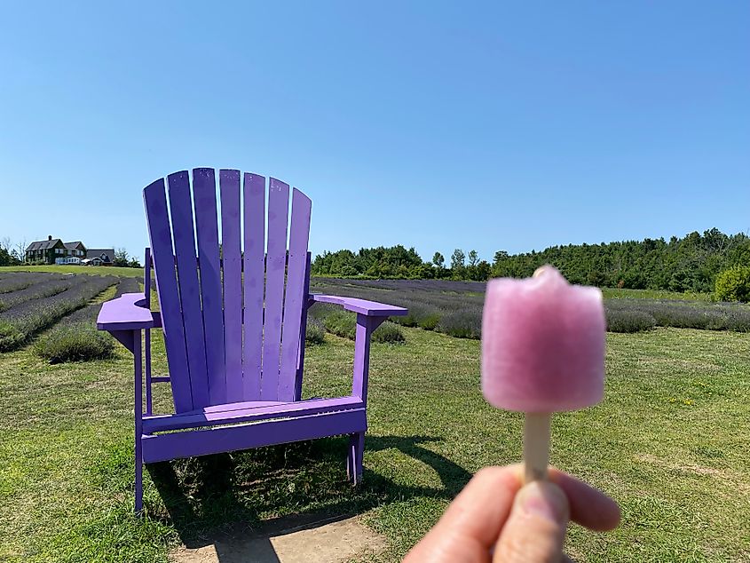 Holding up a lavender popsicle in front of a massive purple cottage chair and a sprawling lavender farm.