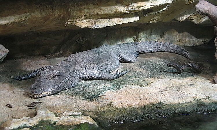How Many Types Of Crocodiles Live In The World Today? - WorldAtlas How Many Types Of Crocodiles Live In The World Today? - WorldAtlas
