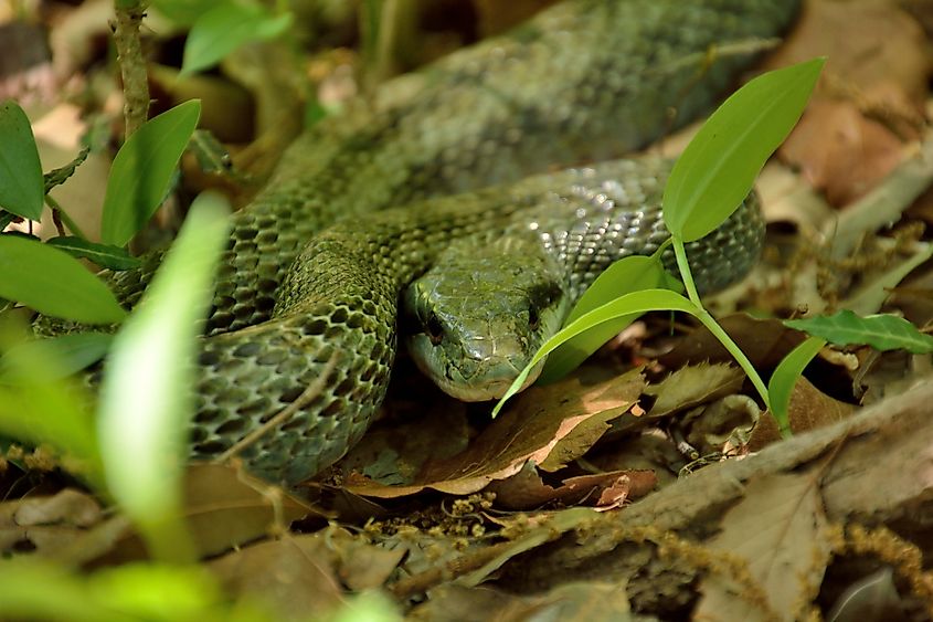 Japanese rat snake