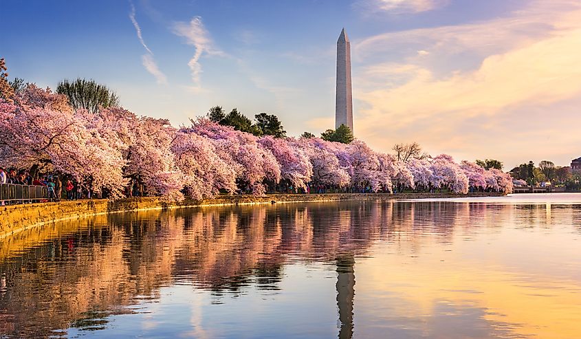 Washington DC, USA at the tidal basin with Washington Monument in spring season.