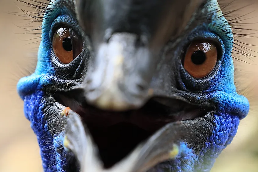 Close up face of beautiful Cassowary Bird.