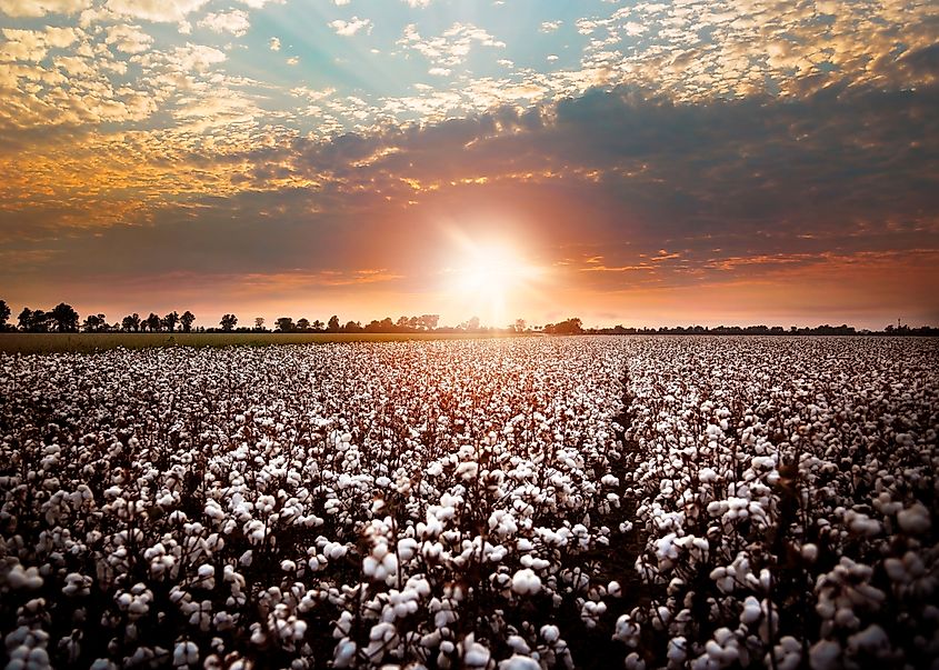Rows of cotton stretch as far as the eye can see under a Southeast Missouri sunset. Credit: Brittany Dawson / Shutterstock