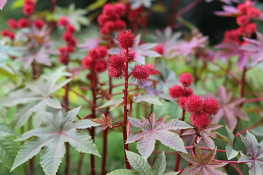 The Ricinus communis plant's flowers.