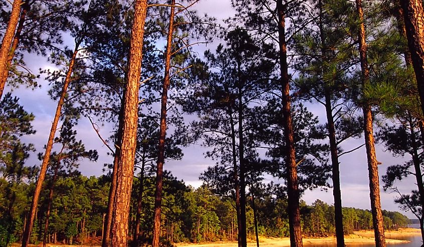 Overlooking Lake Thurmond, Sumter National Forest, South Carolina