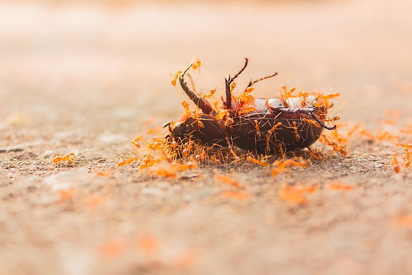 Army ants feeding on a dead beetle.