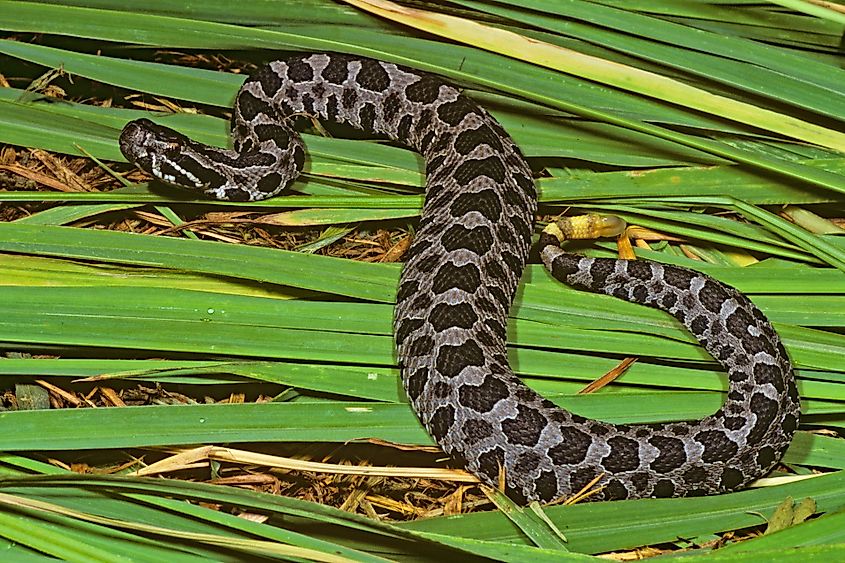 A neonate Eastern massasauga rattlesnake