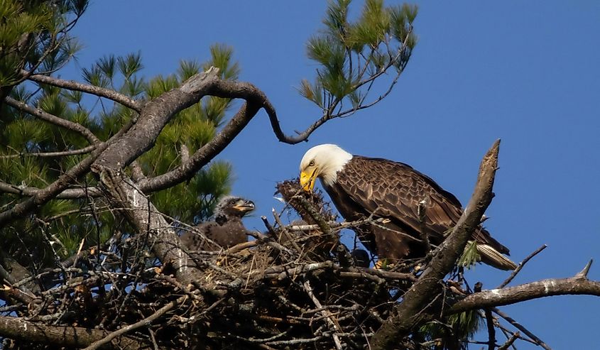 Bald Eagle Feeding Baby Eaglet