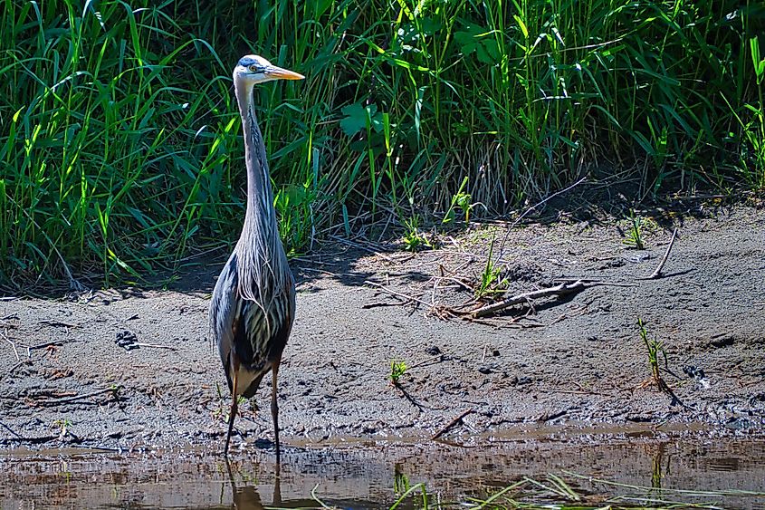 Blue heron hunting on the Sammamish River in Redmond, Washington