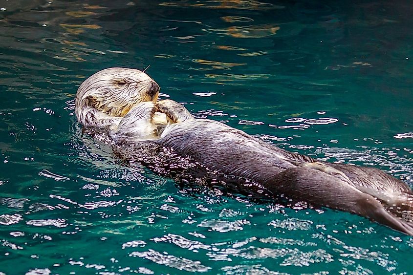A sea otter floating on its back in coastal water.