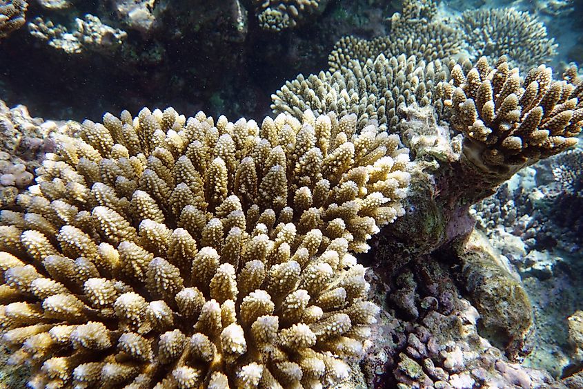 Large colony of different stony corals on the reef in the Maldives.