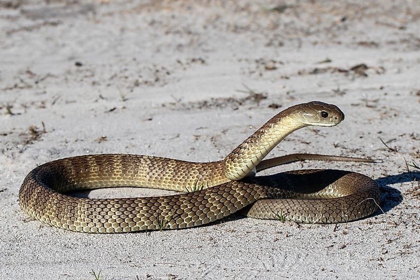 An Eastern tiger snake.