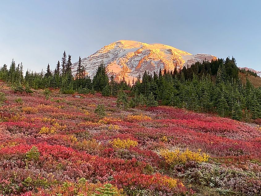 Mount Rainier with fall colors