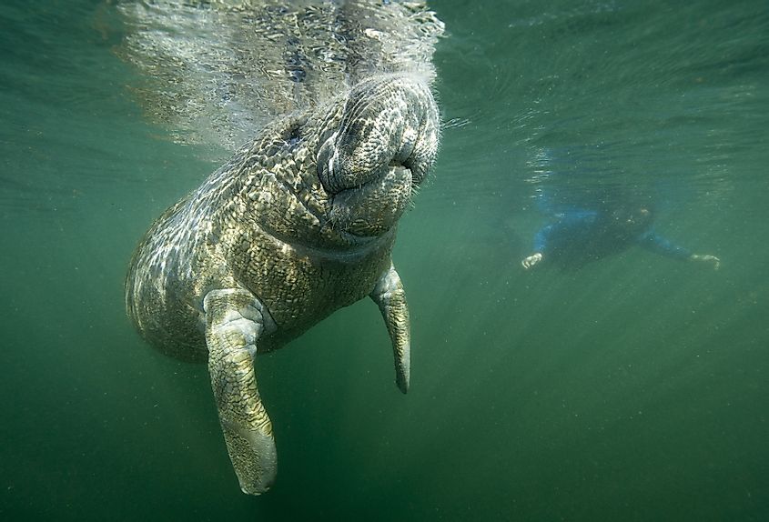 Florida manatee calf takes a breath of air while snorkeler observes