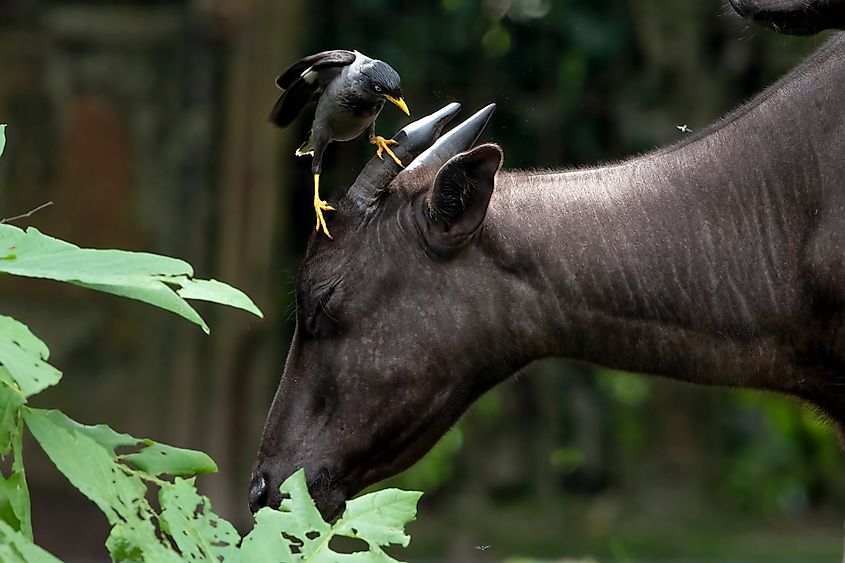 An anoa with a starling on its head.