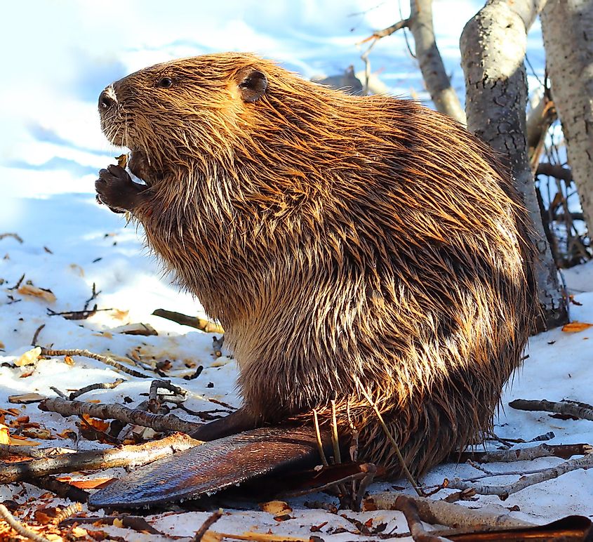 Beaver (North American).