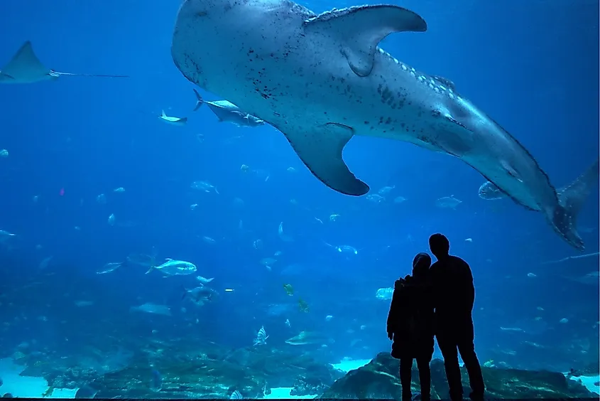 Observing a Whale Shark in the Georgia Aquarium