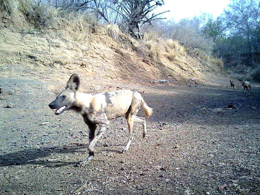 African wild dogs in Niokolo Kobe