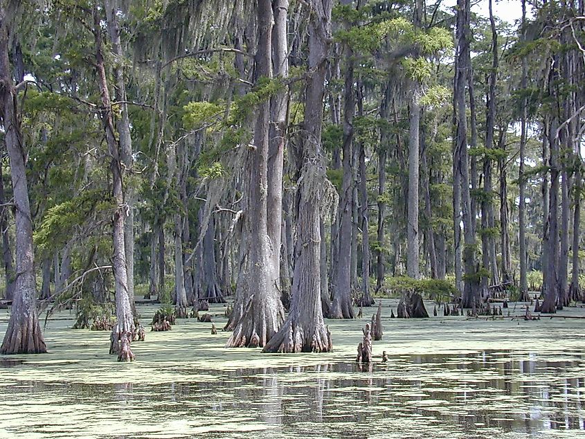 Cypress swamp in southern Louisiana.