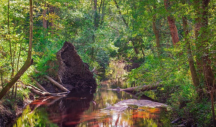 A creek at the Great Swamp Sanctuary in Walterboro, South Carolina.
