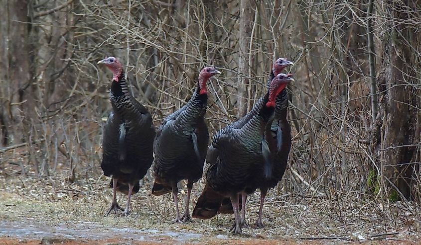Wild Turkey flock in Connecticut