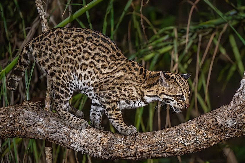 Ocelot looking down from a tree trunk.