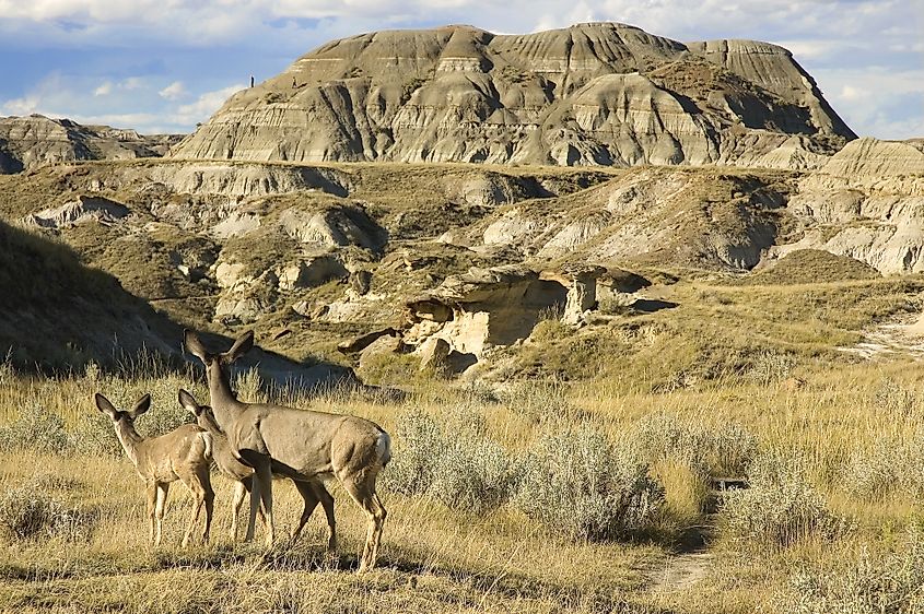 Dinosaur provincial park